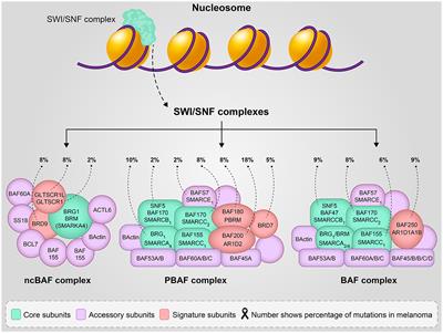 SWI/SNF complex, promising target in melanoma therapy: Snapshot view